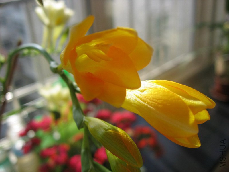 Freesia Gold River ��ơ�ɫС���� 1.jpg