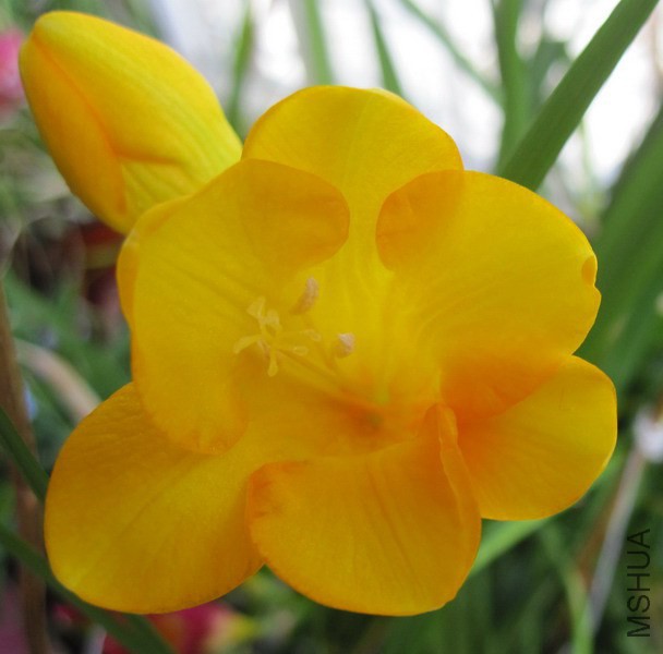 Freesia Gold River ��ơ�ɫС���� 2.jpg