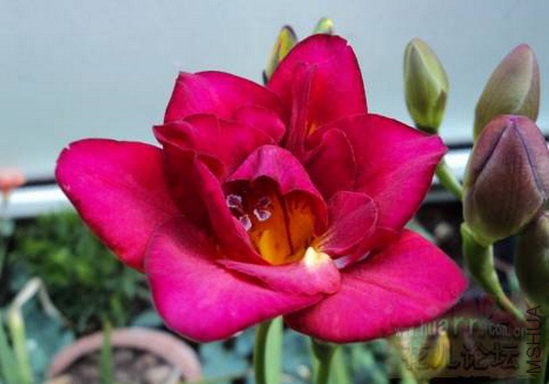 Freesia Marianne �ذ����С���� dufy��ԭͼ.jpg