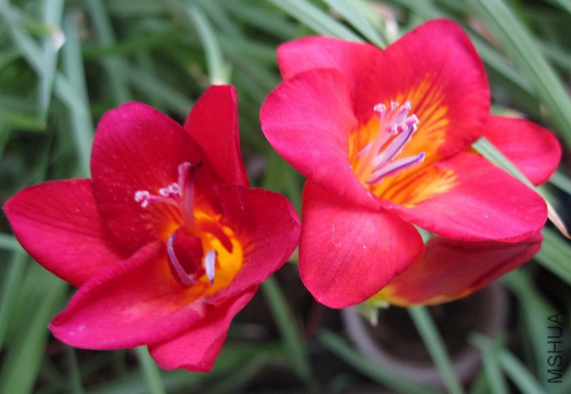 Freesia Marianne �ذ����С���� 2.jpg