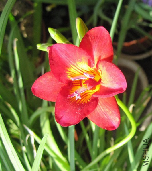 Freesia Marianne �ذ����С����.jpg