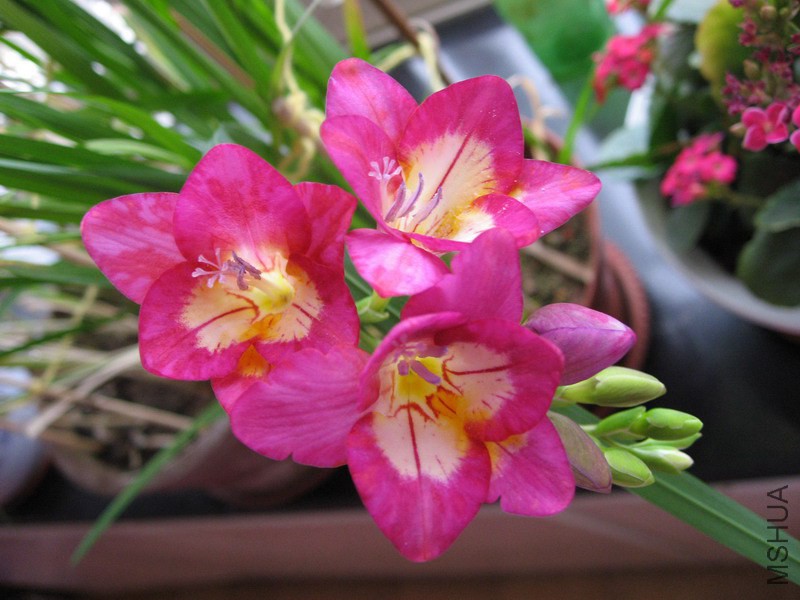 Freesia Pimpernel �Ϻ�ɫС���� 1.jpg