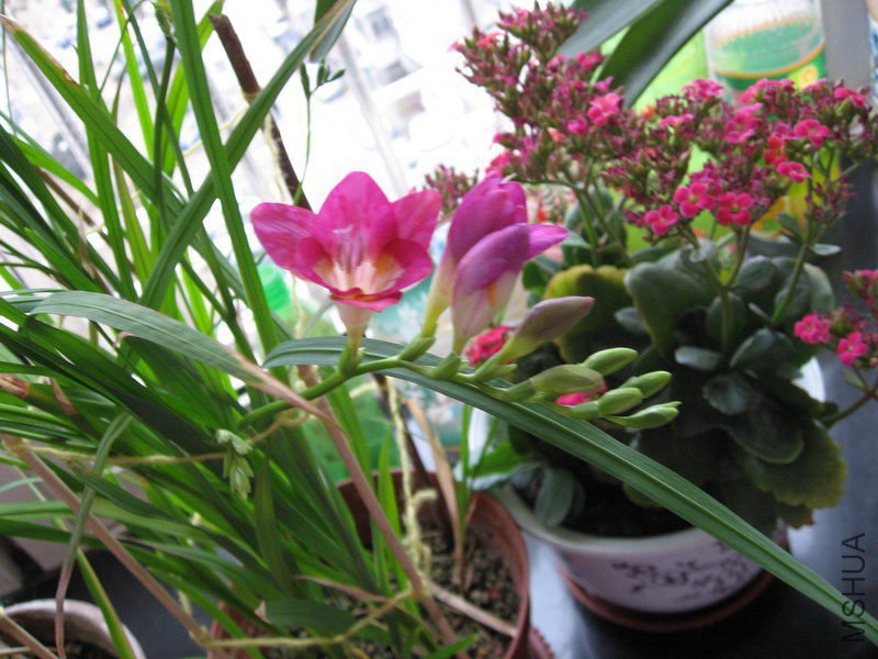 Freesia Pimpernel �Ϻ�ɫС����.jpg