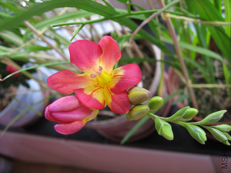 Freesia Pink Sun �ƺ�ɫС����.jpg