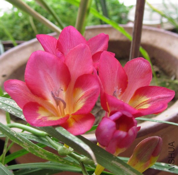 Freesia Pink Sun �ƺ�ɫС���� 1.jpg