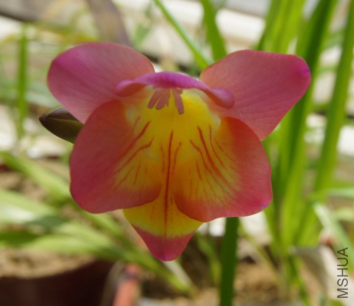 Freesia Pink Sun �ƺ�ɫС���� 2.jpg