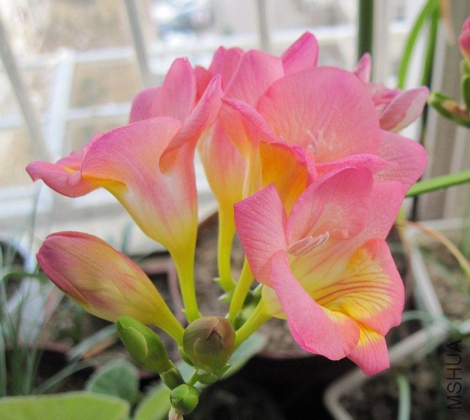 Freesia Pink Sun �ƺ�ɫС���� 4.jpg
