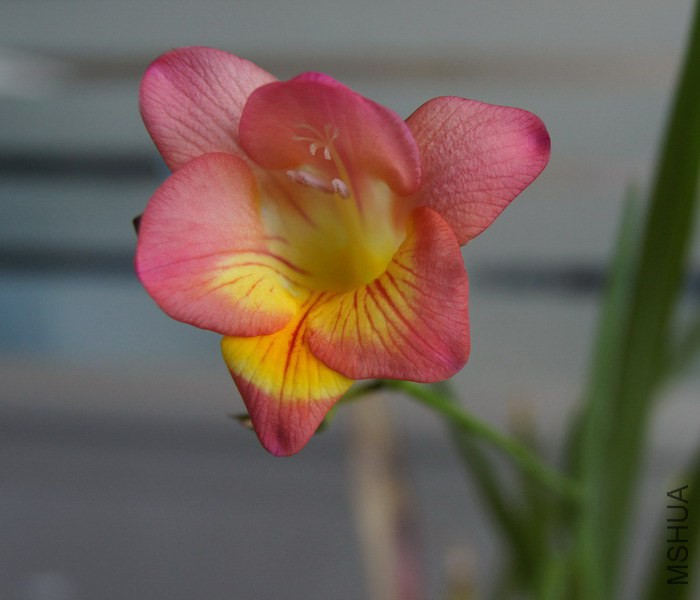 Freesia Pink Sun �ƺ�ɫС���� 3.jpg