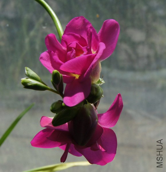 Freesia Purple Rain�� �ذ���ɫС���� 3.JPG