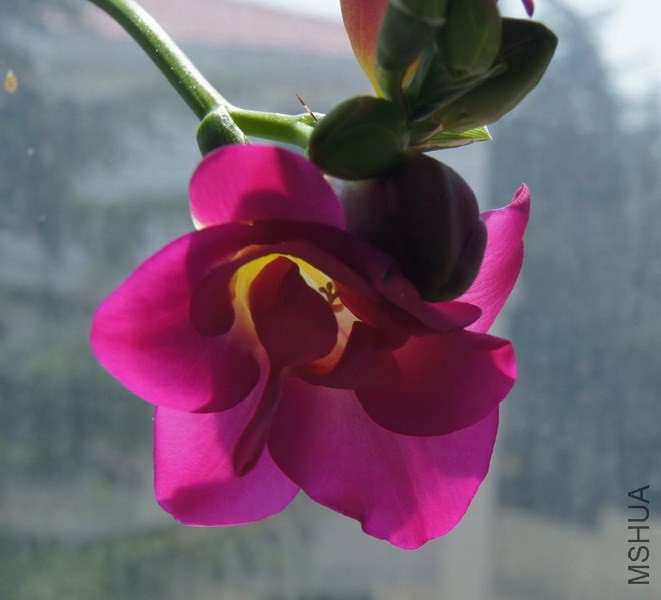 Freesia Purple Rain�� �ذ���ɫС���� 1.JPG