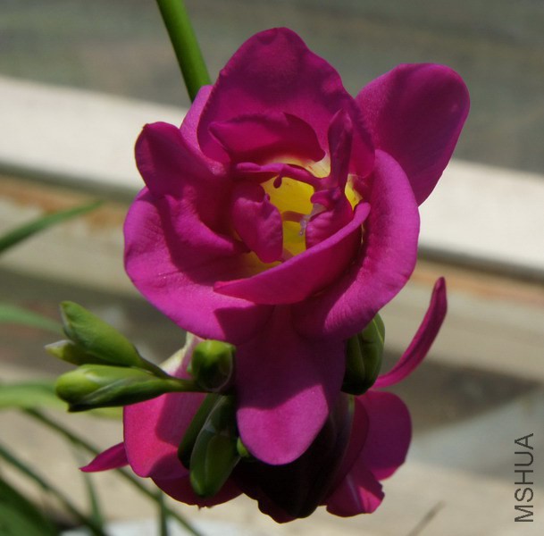 Freesia Purple Rain�� �ذ���ɫС���� 2.JPG
