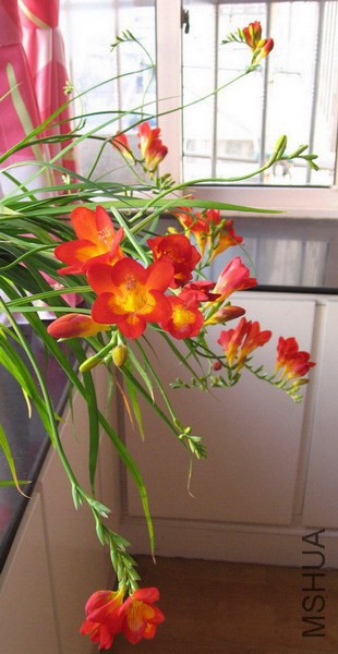 Freesia Scarlet ��ɫС����.jpg