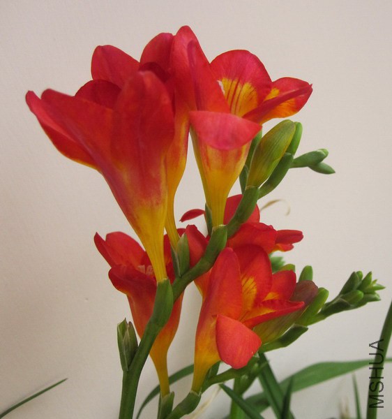Freesia Scarlet ��ɫС���� 2.jpg