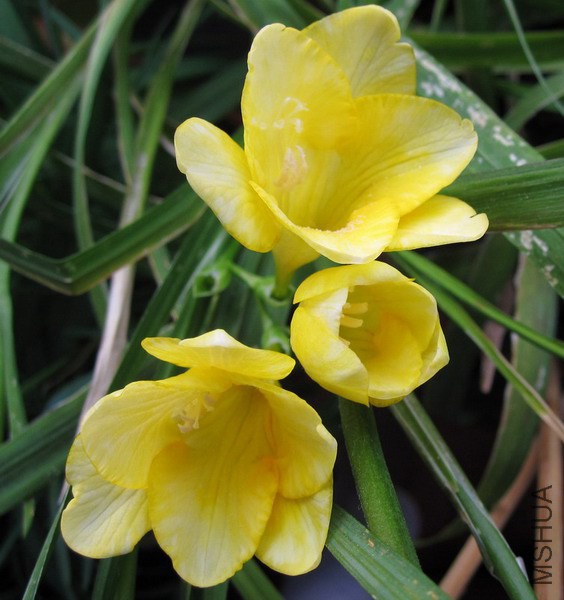 Freesia Yellow Tree ���ʻơ�ɫС����.jpg