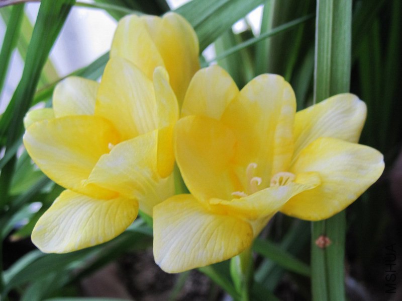 Freesia Yellow Tree ���ʻơ�ɫС���� 1.jpg