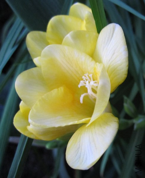 Freesia Yellow Tree ���ʻơ�ɫС���� 2.jpg