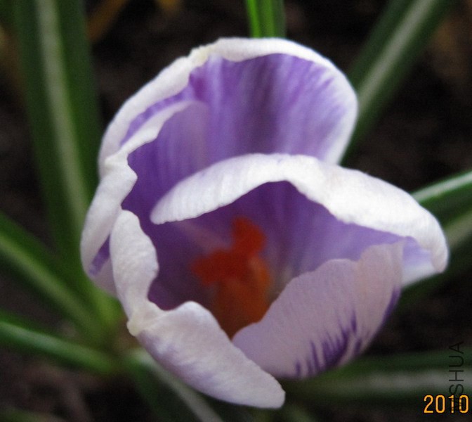 Crocus sativus Piclwick1.jpg