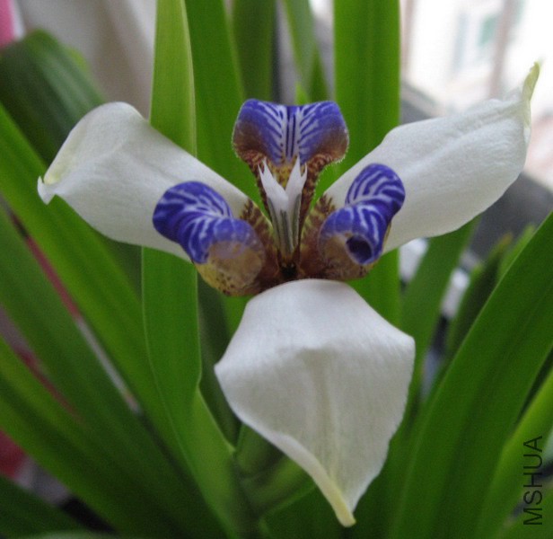 Neomarica gracilis �����β1.jpg