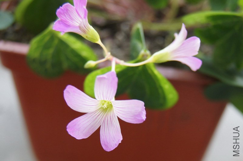 Oxalis corymbosa 'Aureoreticulata' ���� 1.jpg