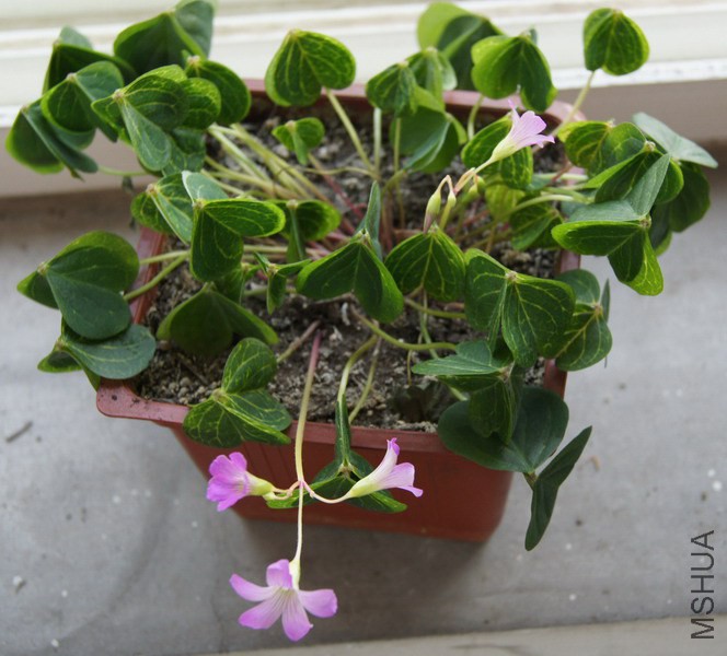 Oxalis corymbosa 'Aureoreticulata' ����.jpg
