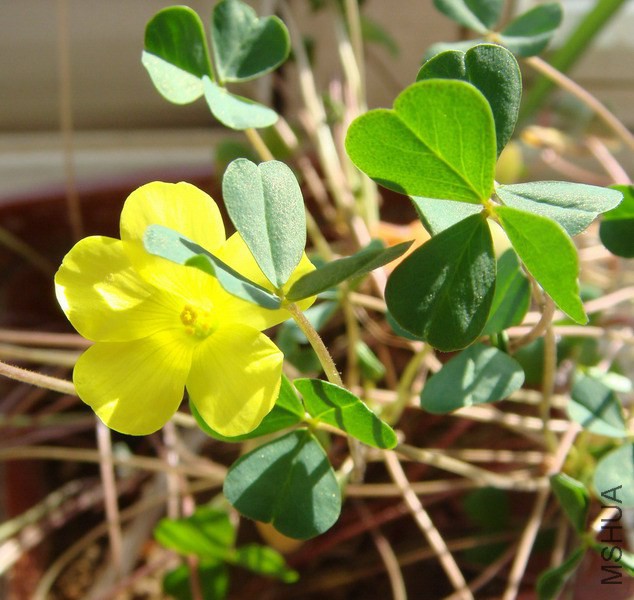 Oxalis dentata ӫ���.jpg