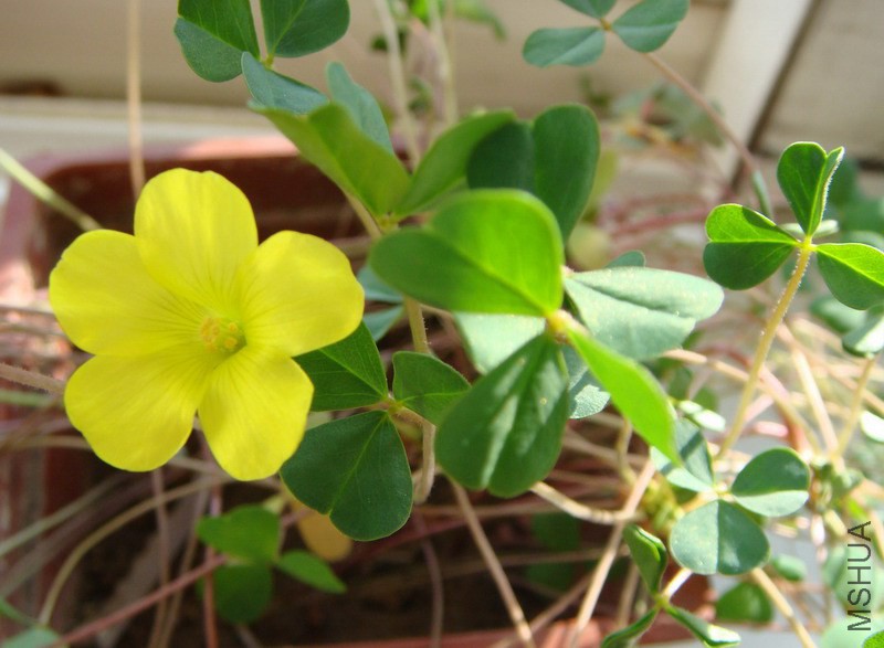 Oxalis dentata ӫ��� 1.jpg