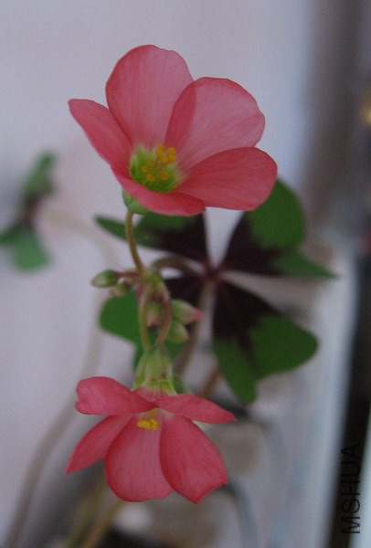 Oxalis deppei 'Iron Cross' ��ʮ��1.jpg