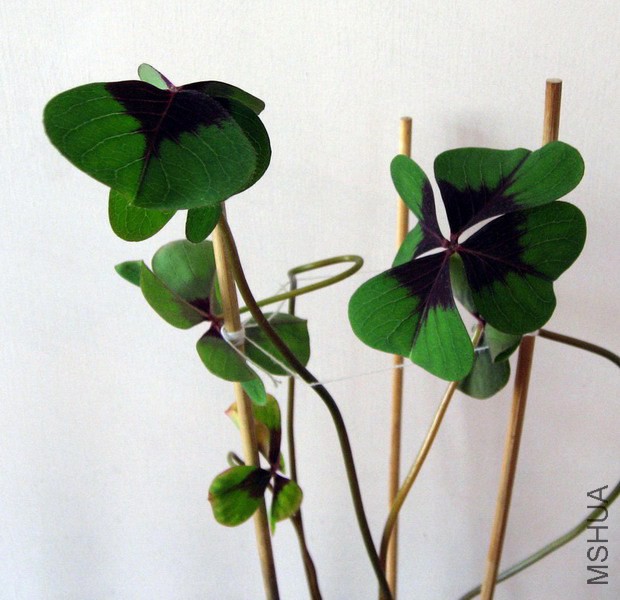 Oxalis deppei 'Iron Cross' ��ʮ��.jpg