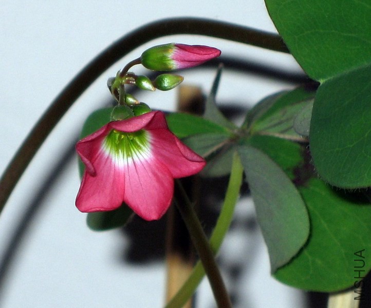 Oxalis deppei Mexico BotKA G4.jpg