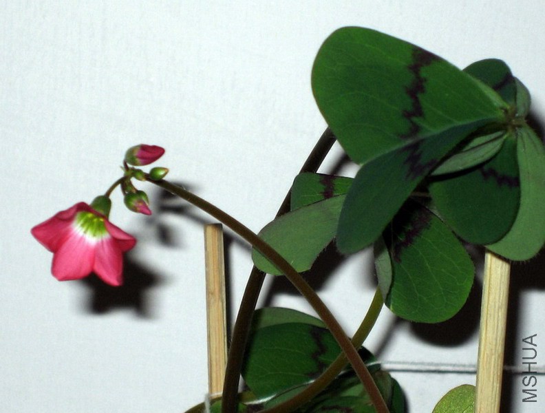 Oxalis deppei Mexico BotKA G4 1.jpg