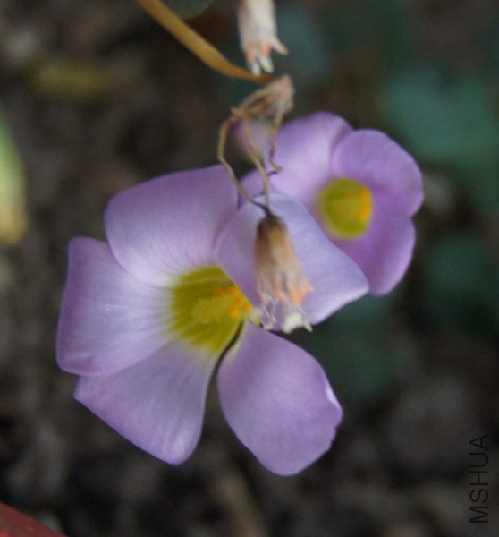 Oxalis 'First Love' ���� 2.jpg