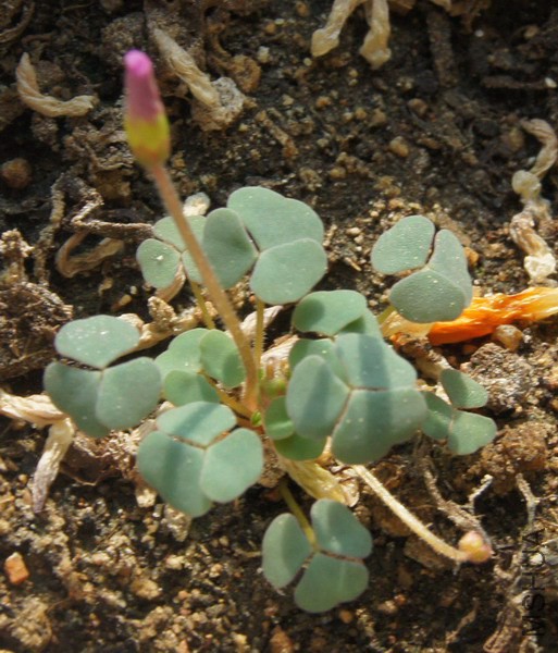 Oxalis 'First Love' ���� 1.jpg