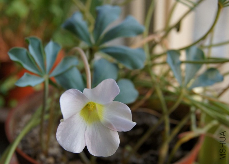 Oxalis flava 'Lavender Form'(Oxalis lupinifolia) 2.jpg