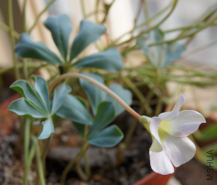 Oxalis flava 'Lavender Form'(Oxalis lupinifolia) 3.jpg
