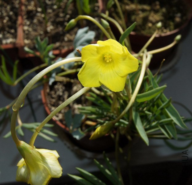 Oxalis flava ��צ��.jpg