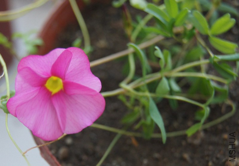 Oxalis glabra �����.jpg