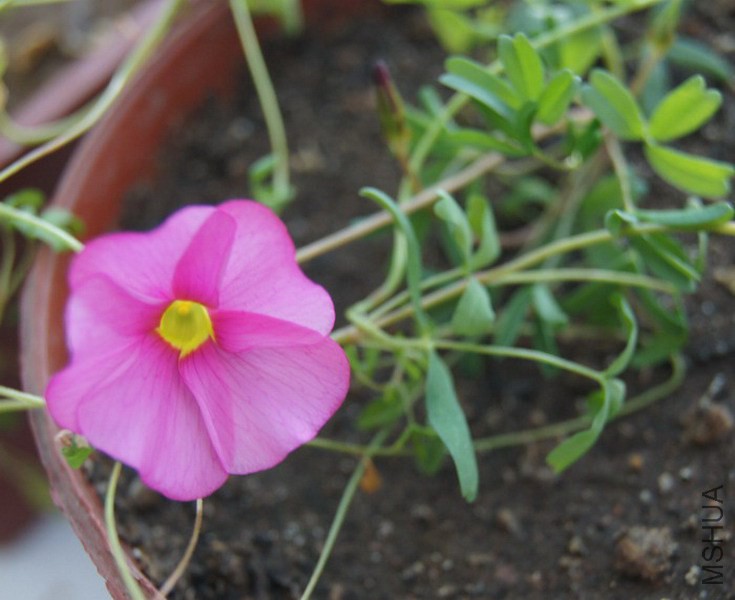 Oxalis glabra ����� 2.jpg