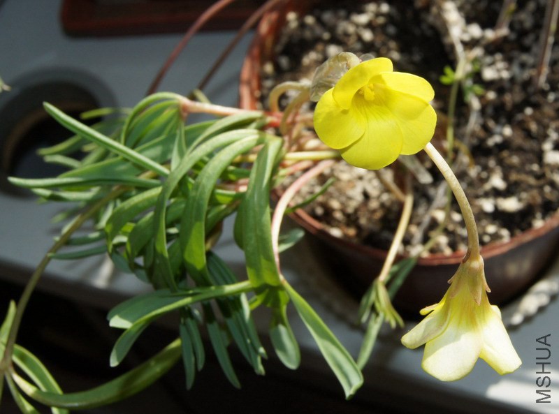 Oxalis 'Gold Cup' ����.jpg