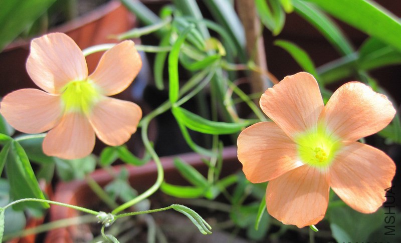 Oxalis gracilis �����˾���.jpg