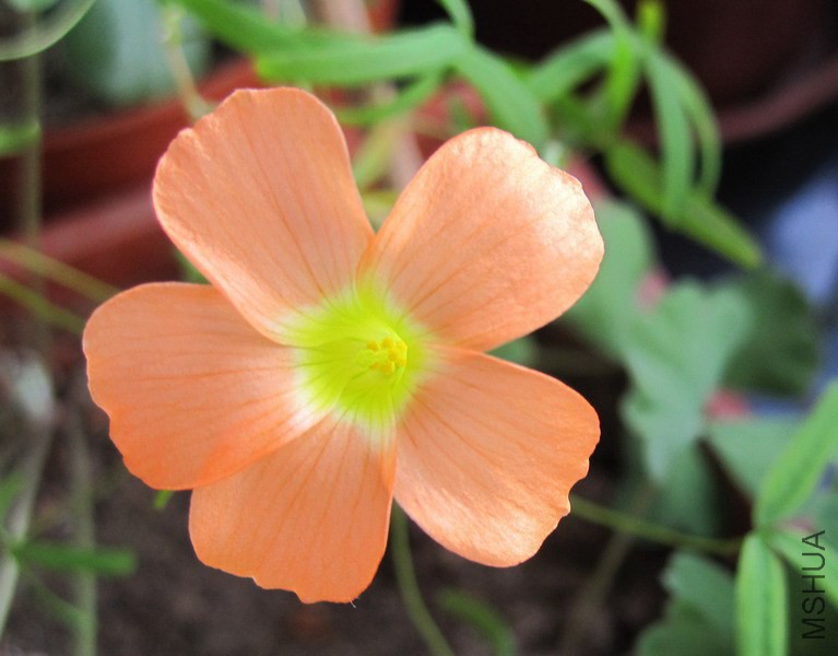 Oxalis gracilis �����˾��� 2.jpg