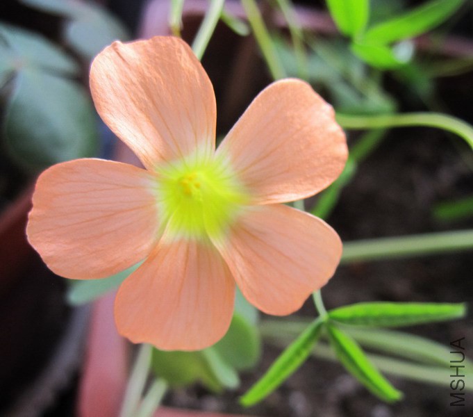 Oxalis gracilis �����˾��� 1.jpg