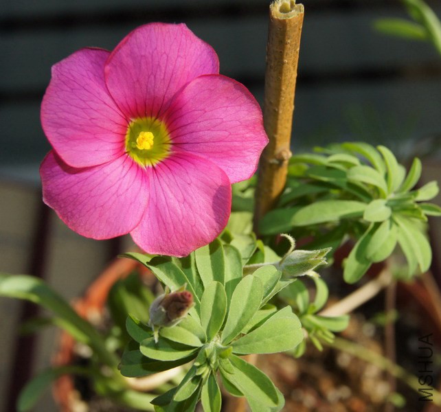 Oxalis hirta �����������������ϷǺ쳤��2.jpg