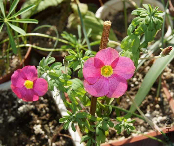 Oxalis hirta �����������������ϷǺ쳤�� 3.jpg