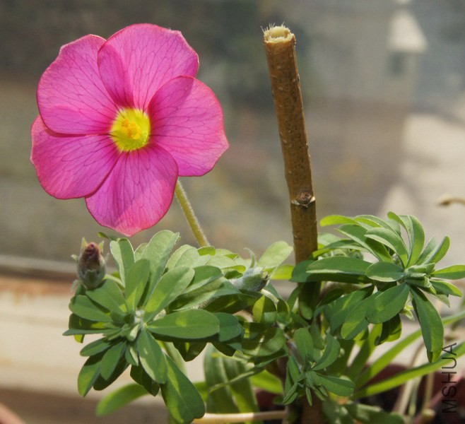 Oxalis hirta �����������������ϷǺ쳤�� 1.jpg