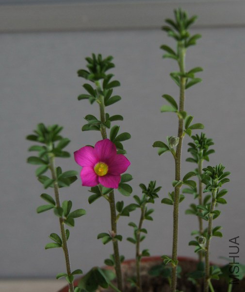 Oxalis hirta ���� 2.jpg