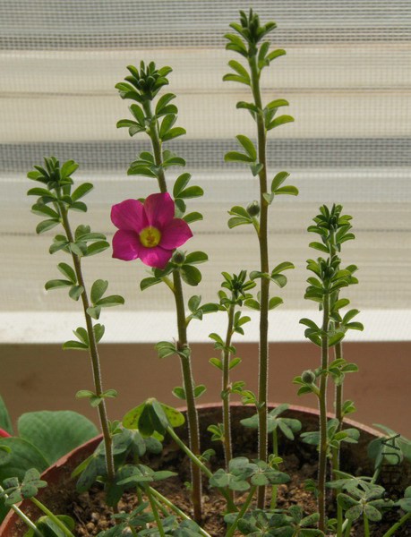 Oxalis hirta ���� 1.jpg
