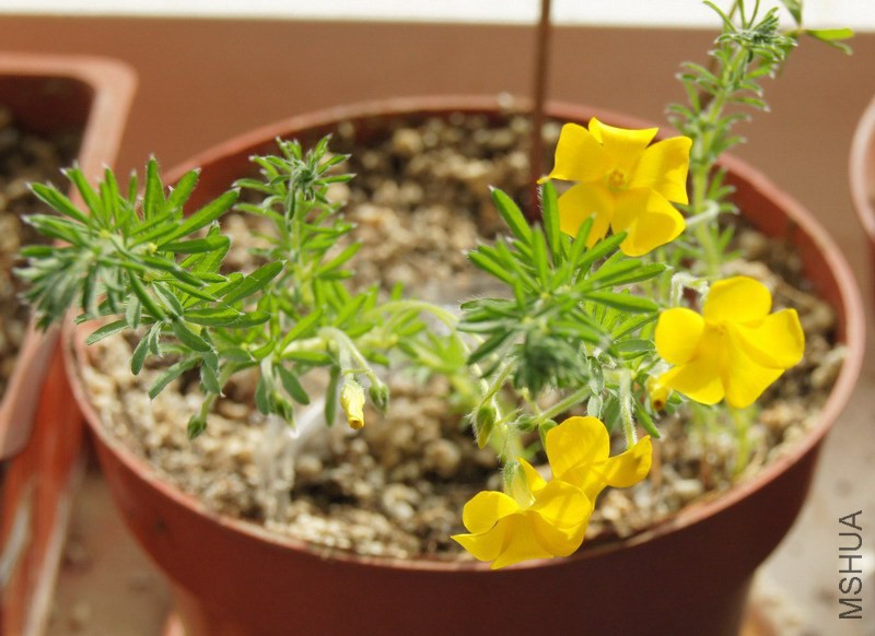 Oxalis kaajagdensis ������(�Ƴ���) 2.JPG