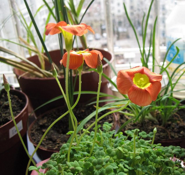 Oxalis inaequalis ������.jpg