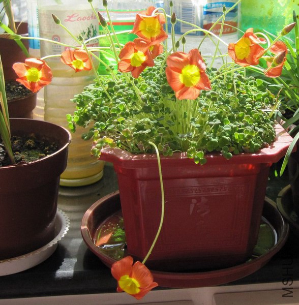 Oxalis inaequalis ������ 2.jpg