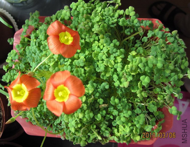 Oxalis inaequalis ������ 1.jpg